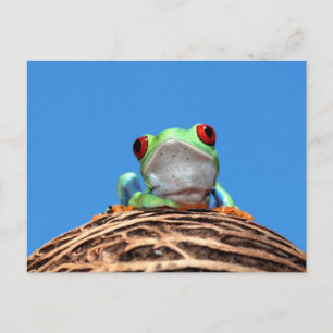 Cartão Postal sapo de árvore de olhos vermelhos