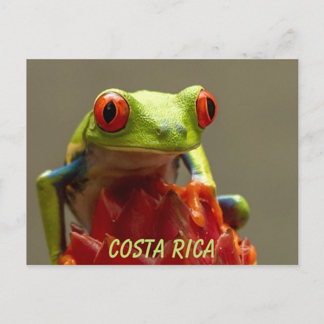 Cartão Postal Sapo de Árvore de Olhos Vermelhos da Costa Rica (Frente)