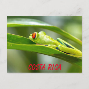 Cartão Postal Sapo de árvore de olhos vermelhos na Costa Rica em
