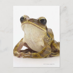 Cartão Postal sapo de árvore Dourada
