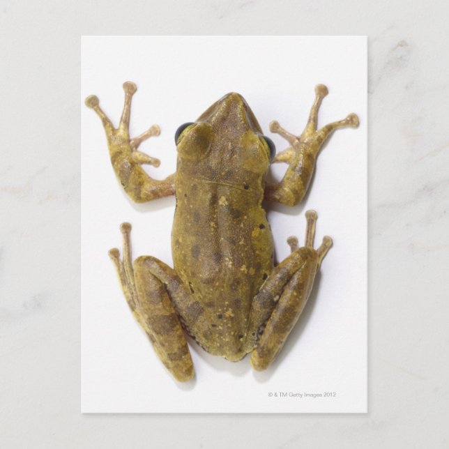 Cartão Postal sapo de árvore Dourada (Frente)