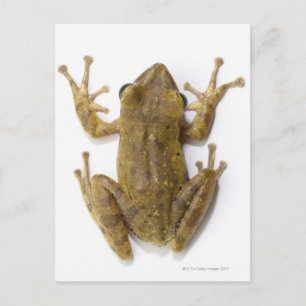 Cartão Postal Sapo de árvore Dourada