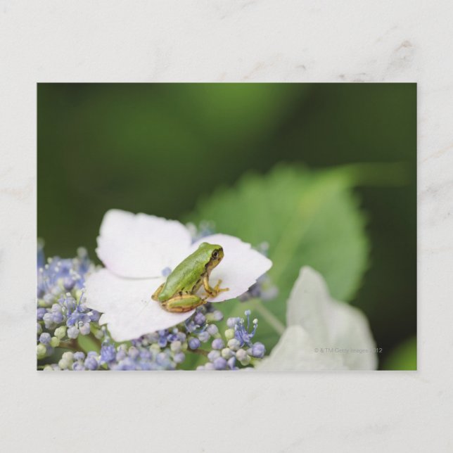 Cartão Postal Sapo de árvore sentado em uma Hydrangea, Hyogo (Frente)