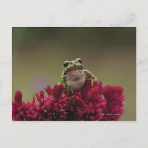 Cartão Postal Sapo de árvores japonês (Hyla japonica) em flore