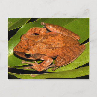 Cartão Postal Sapo de chicote birmanês para amantes do sapo!