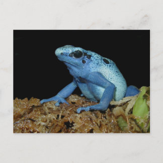 Cartão Postal Sapo de dardo azul (Dendrobates azureus).jpg
