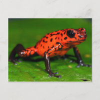 Sapo de dardo venenoso de morango