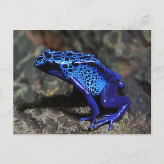 Cartão Postal Sapo de Dart Azul, Sapo Azul Brilhante (Frente)