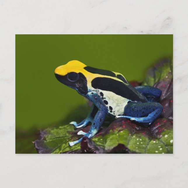 Cartão Postal Sapo de Dart Cobalto, Dendrobates (Frente)