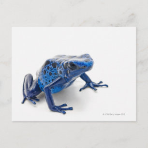Cartão Postal Sapo de Dart Venenoso Azul (Dendrobates Tinctorius