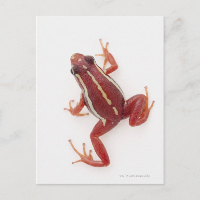 Cartão Postal Sapo de Dart Venenoso com stripteza branca (Frente)