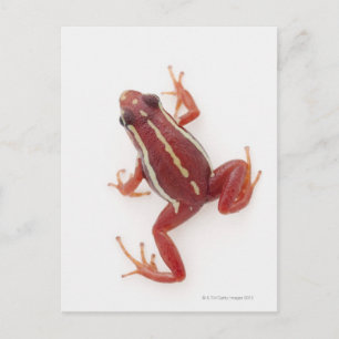 Cartão Postal Sapo de Dart Venenoso com stripteza branca