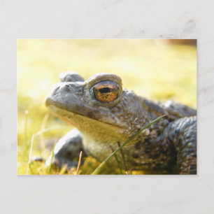 Cartão Postal Sapo de Hill End