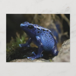 Cartão Postal Sapo de seta azul