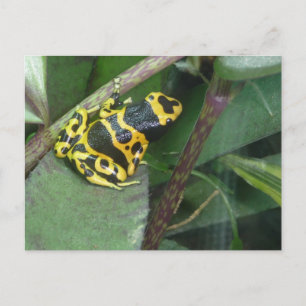 Cartão Postal Sapo de Seta de Dart Venenoso Amarelo