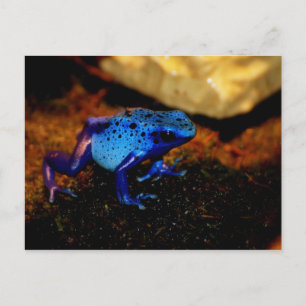 Cartão Postal Sapo de Veneno Azul