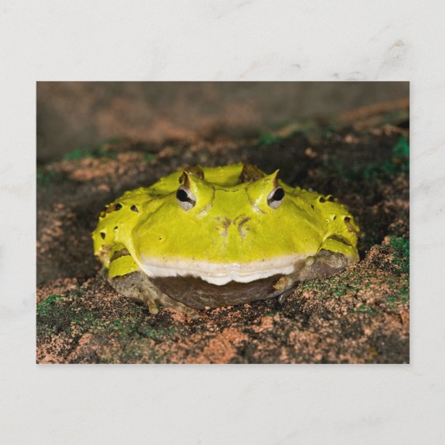 Cartão Postal Sapo do Corno brasileiro, Ceratophrys cornuta, 2 (Frente)