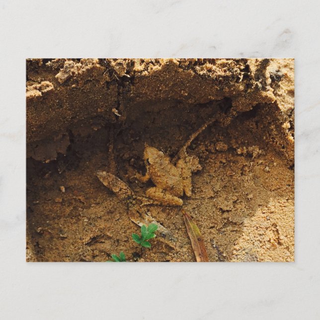 Cartão Postal Sapo em Pleasanton, Texas (Frente)