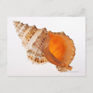 Cartão Postal Sapo gigante (Tutufa bubo) contra branco