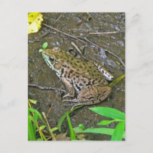 Cartão Postal Sapo-Grande Americano - Rana catesbeiana