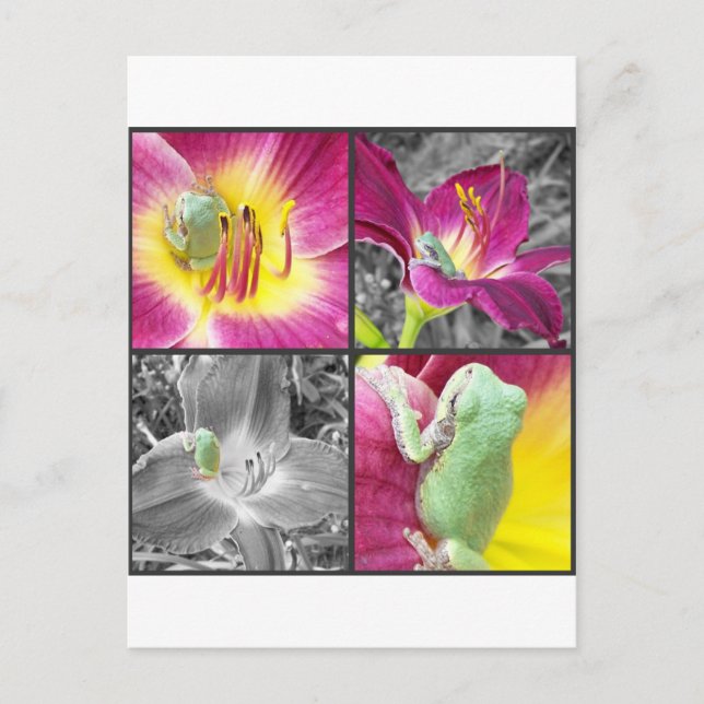 Cartão Postal Sapo na colagem de flores (Frente)