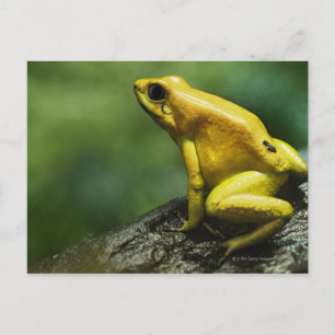 Cartão Postal Sapo ouro Dart