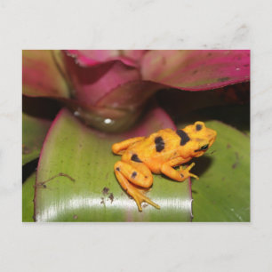 Cartão Postal Sapo panamenho nº 1