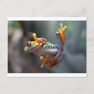 Cartão Postal Sapo por John Remar Jr.