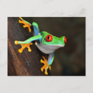 Cartão Postal Sapo Tropical Vermelho - Agalychnis Callidryas