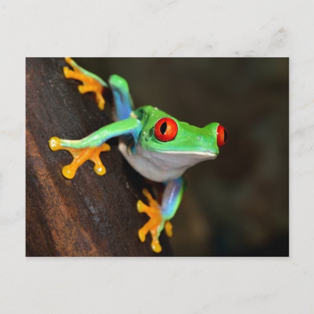 Cartão Postal Sapo Tropical Vermelho - Agalychnis Callidryas (Frente)