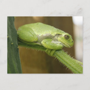 Cartão Postal Sapo Verde