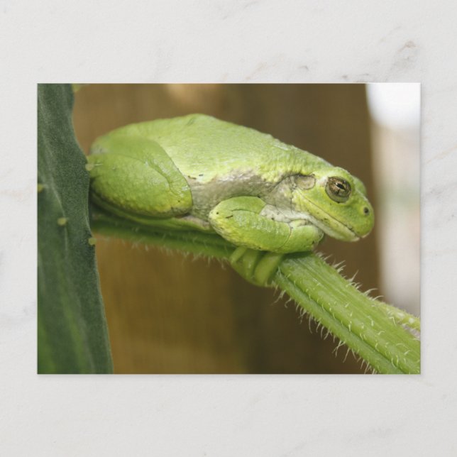 Cartão Postal Sapo Verde (Frente)
