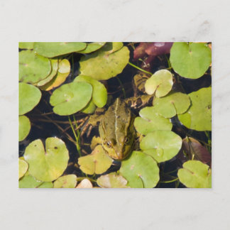 Cartão Postal Sapo Verde