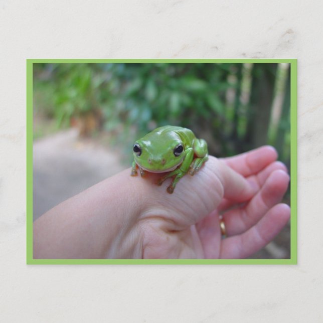 Cartão Postal Sapo Verde Bonito E Candeado Na Mão (Frente)