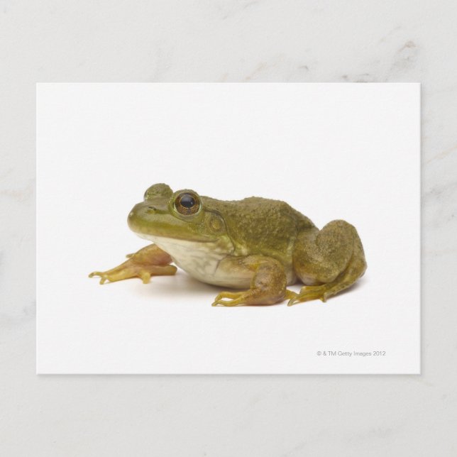 Cartão Postal Sapo Verde Comum (Frente)