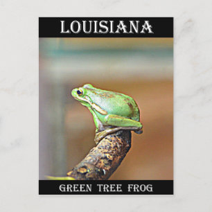 Cartão Postal Sapo Verde da Louisiana