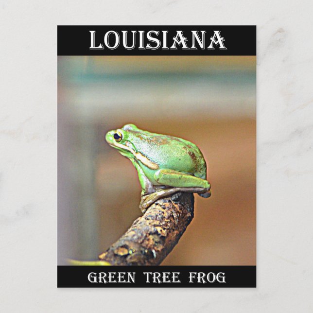 Cartão Postal Sapo Verde da Louisiana (Frente)