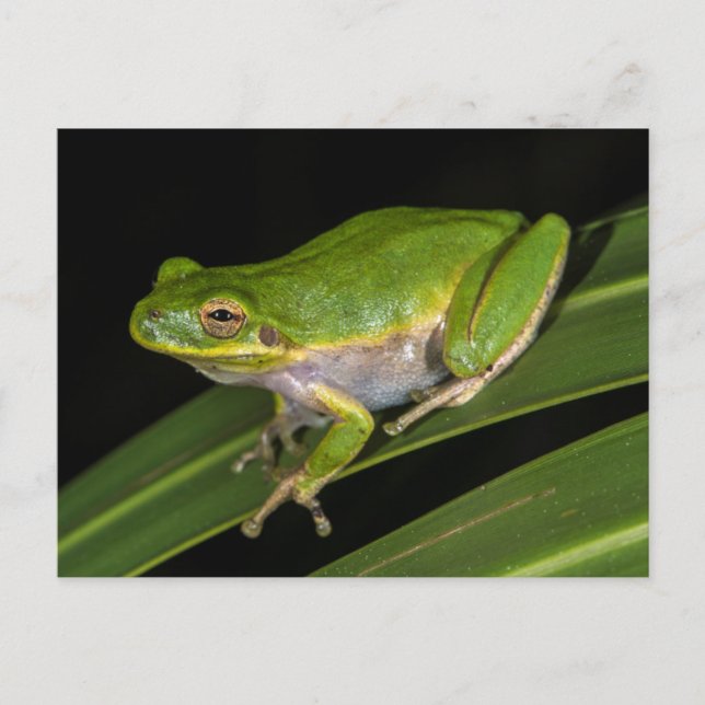 Cartão Postal Sapo verde de árvore (Hyla cinerea) 2 (Frente)