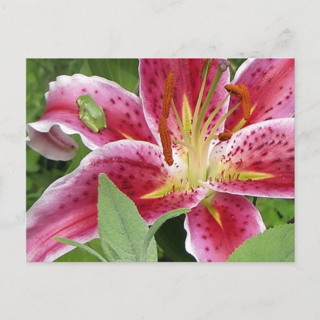 Cartão Postal Sapo Verde Pequeno no Stargazer Lily (Frente)