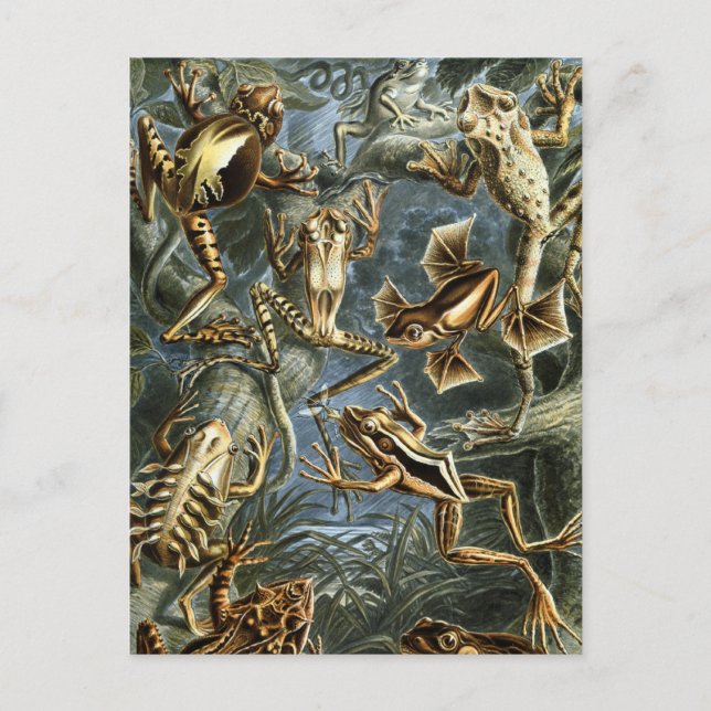 Cartão Postal Sapos (Frente)