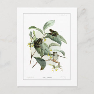 Cartão Postal Sapos de árvore