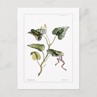 Cartão Postal Sapos de árvore