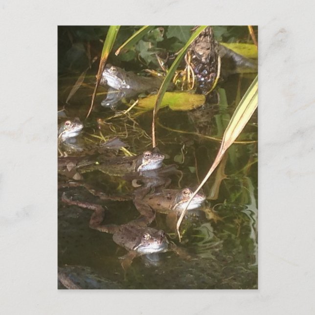 Cartão Postal Sapos, Sapos e mais Sapos (Frente)