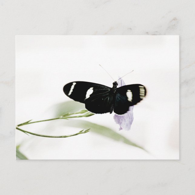 Cartão Postal Sara Postcard (Frente)