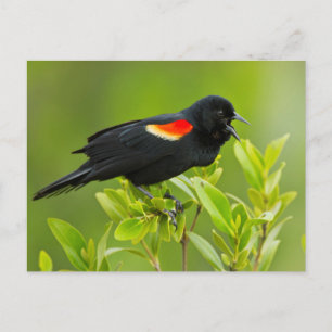 Cartão Postal Sarro-de-asas-vermelhas (Agelaius Phoeniceus)