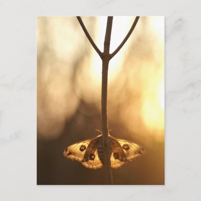 Cartão Postal Sarurnia pavonia (Frente)