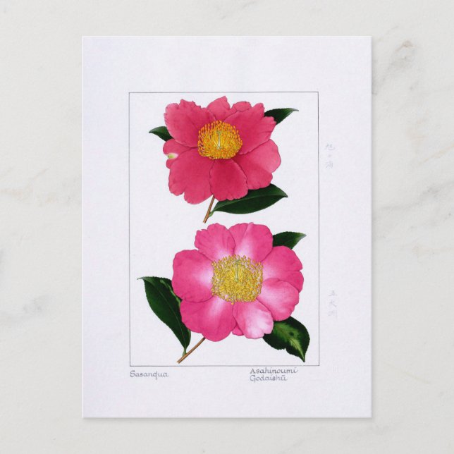 Cartão Postal Sasanqua Plate: Asahinoumi & Godaishu (Frente)