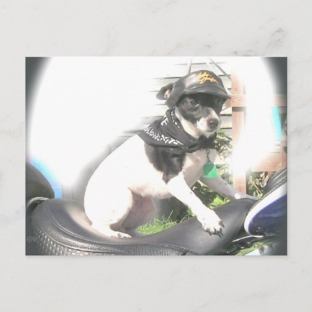 Cartão Postal Sassy Biker Rat Terrier Babe (Frente)