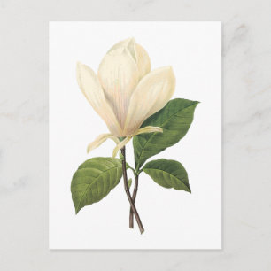 Cartão Postal saucer magnolia (Magnolia soulangiana) por Redout