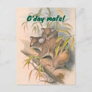 Cartão Postal Saudação Australiana do Amado do Dia com Koalas